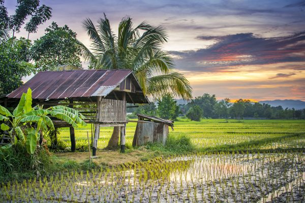 Risaie e una capanna nella campagna thailandese