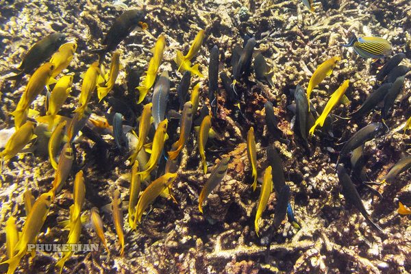 Il mondo sottomarino delle isole Similan