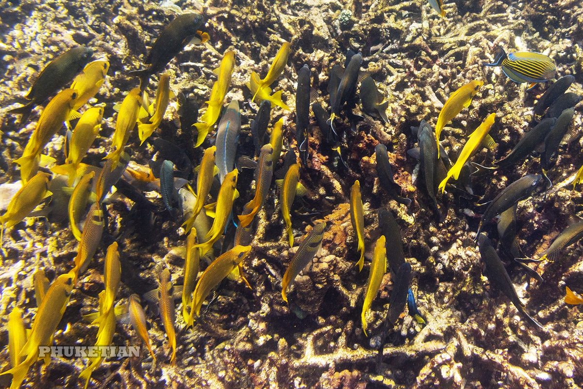 Il mondo sottomarino delle isole Similan