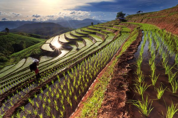Risaie terrazzate fra le montagne del nord della Thailandia