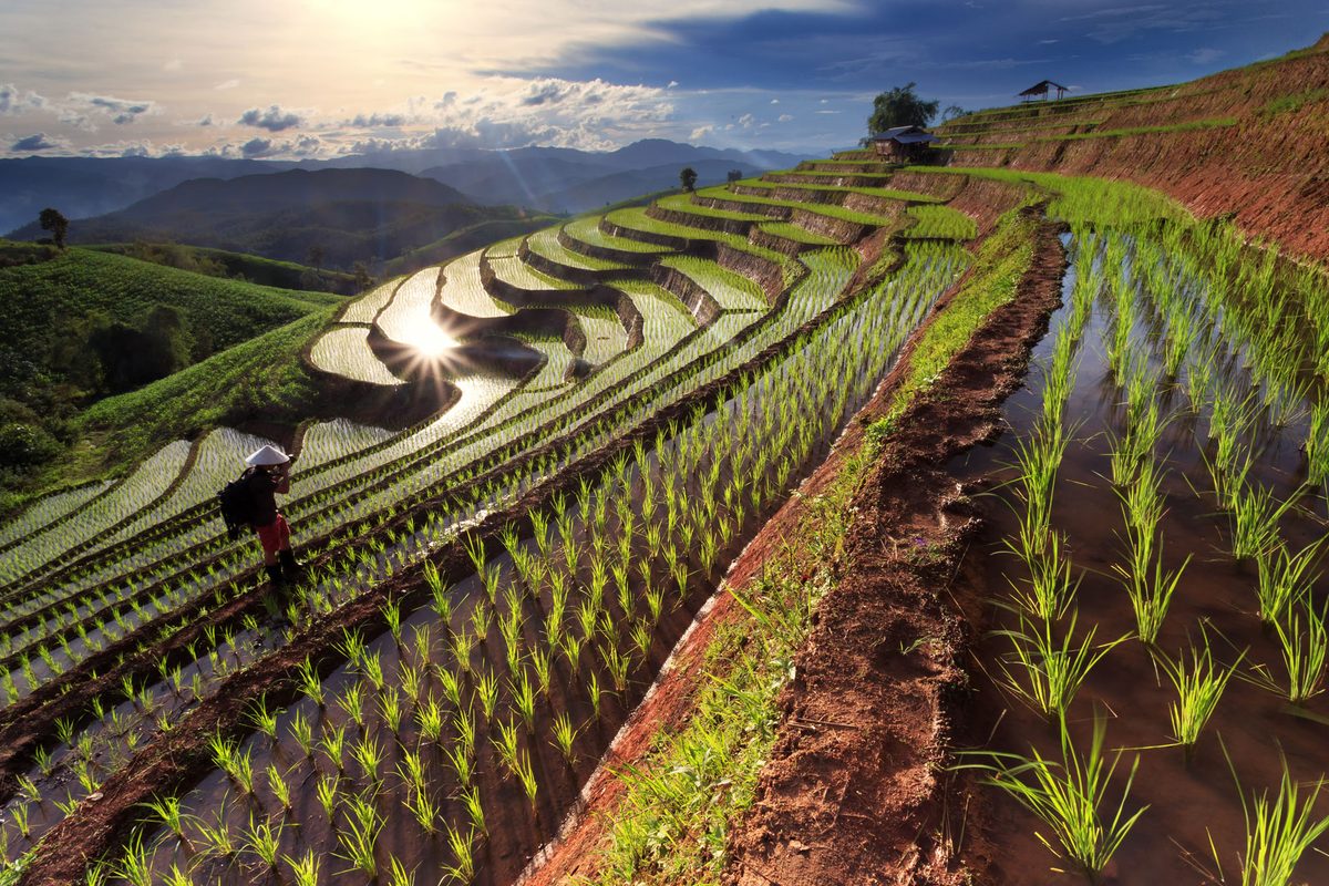 Risaie terrazzate fra le montagne del nord della Thailandia