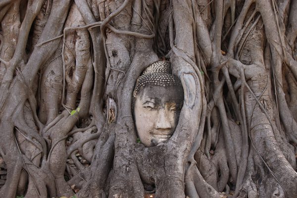 La testa di Buddha fra le radici al Wat Mahathat di Ayutthaya