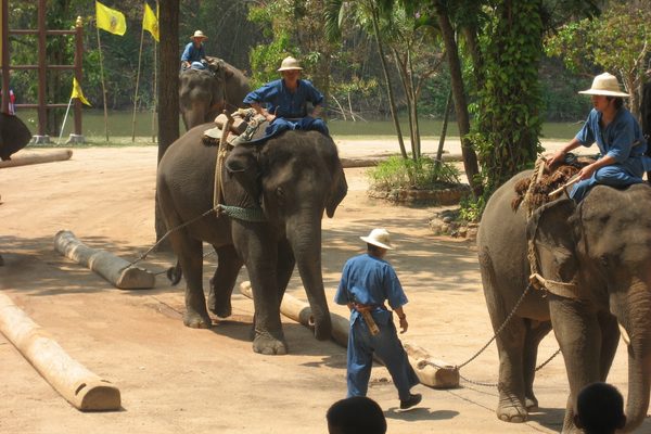 Elefanti al centro di conservazione di Lampang
