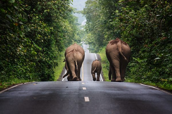 Un elefante selvatico sulla strada del parco di Khao Yai
