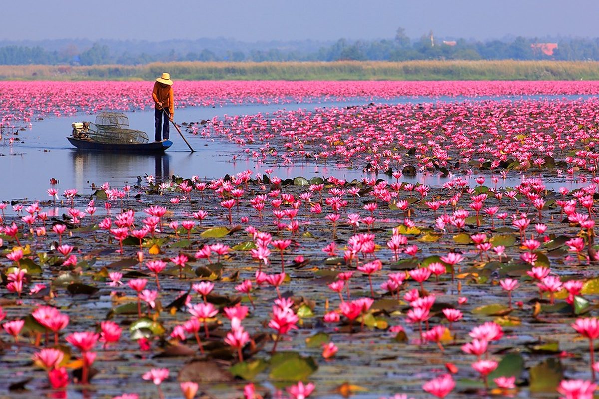 La distesa di fiori rosa sul lago di Kumphawapi all'alba